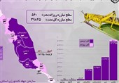 560 هکتار اراضی استان بوشهر روزانه علیه آفت ملخ سم‌پاشی می‌شود