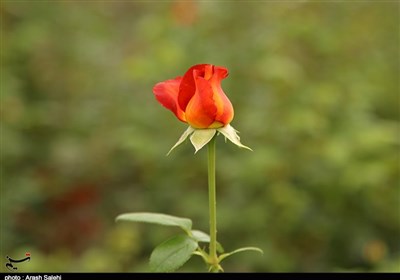  پرورش گل رز در قزوین به‌روایت تصویر 