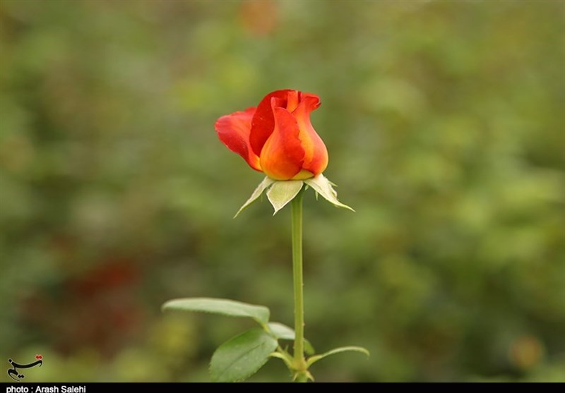 پرورش گل رز در قزوین به‌روایت تصویر