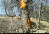 ادامه سریال آتش سوزی جنگل‌های زاگرس: شبلیز زیبا در محاصره آتش می‌سوزد