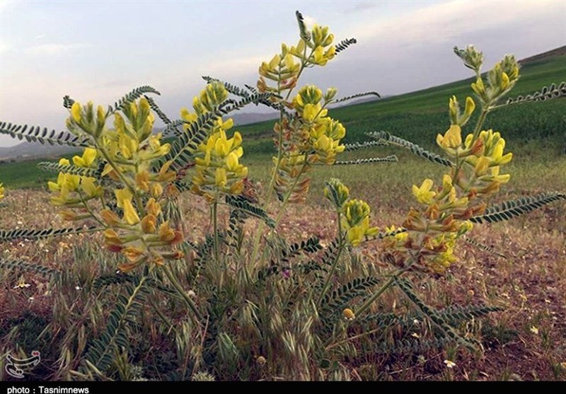 طبیعت سرسبز و بهاری روستای «قادرمرز» کردستان در قاب تصویر