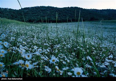 دشت بابونه در دامنه سفیدکوه لرستان