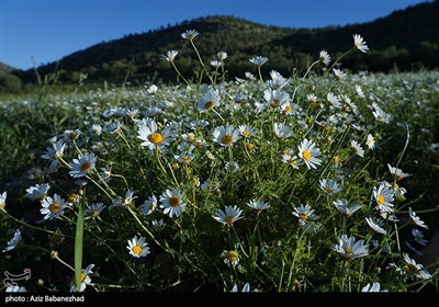 دشت بابونه در دامنه سفیدکوه لرستان