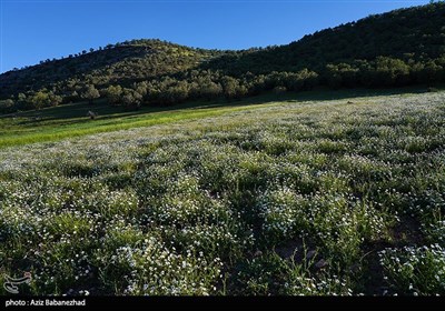 دشت بابونه در دامنه سفیدکوه لرستان