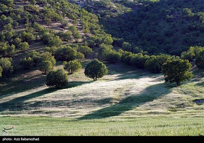 دشت بابونه در دامنه سفیدکوه لرستان