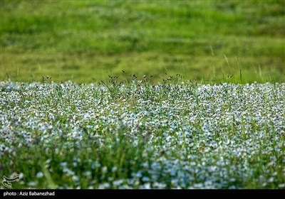 دشت بابونه در دامنه سفیدکوه لرستان