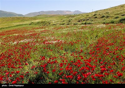 دشت شقایق در دیلمان گیلان