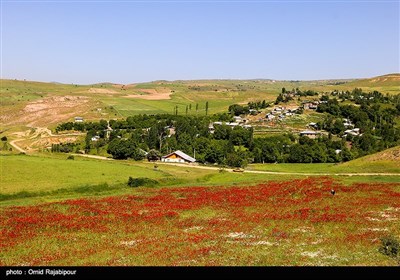 دشت شقایق در دیلمان گیلان