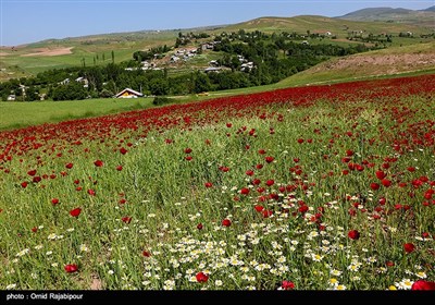 دشت شقایق در دیلمان گیلان