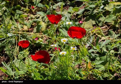 دشت شقایق در دیلمان گیلان