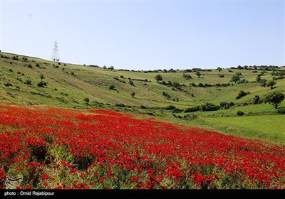 دشت شقایق در دیلمان گیلان