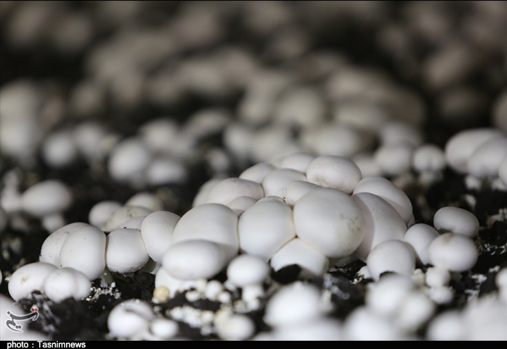 تولید قارچ دکمه‌ای قشم به 3 تُن در روز می‌رسد