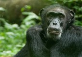 Chimps Smack Their Lips in Rhythms Similar to Human Language