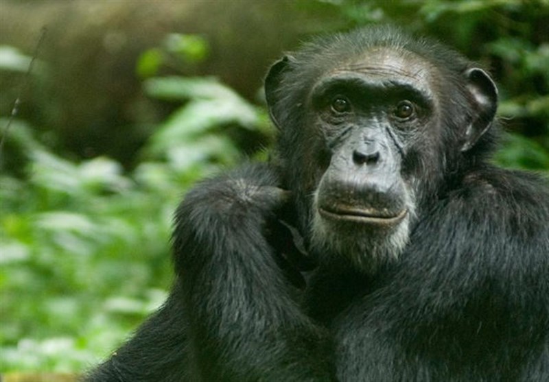 Chimps Smack Their Lips in Rhythms Similar to Human Language