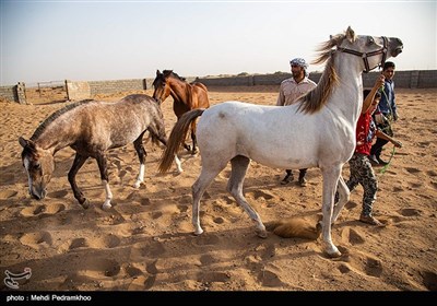 بی آبی غیزانیه - خوزستان