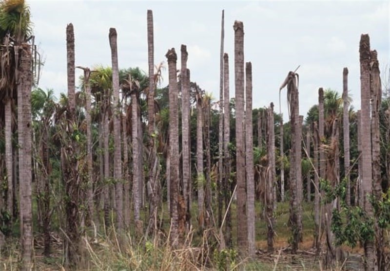 Climate Change Driving Widespread Forest Death