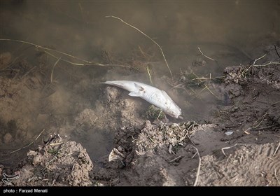 در چند روز اخیر تعداد زیادی از ماهی های این رودخانه بعلت نامعلومی تلف شده اند.