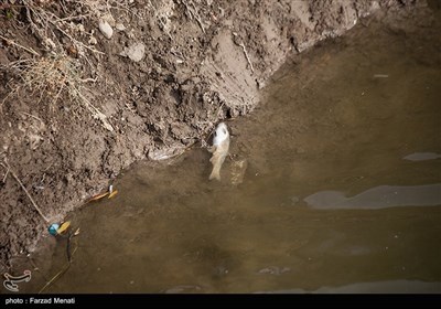 در چند روز اخیر تعداد زیادی از ماهی های این رودخانه بعلت نامعلومی تلف شده اند.