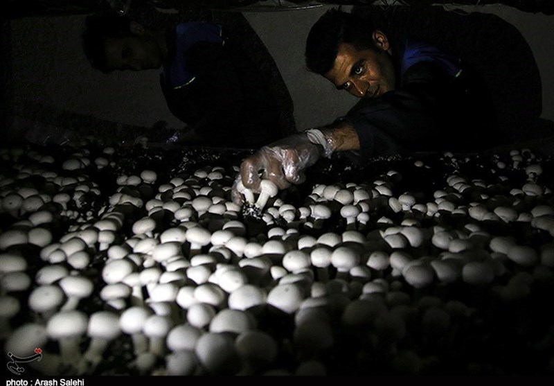 پرورش قارچ خوراکی در قزوین به روایت تصویر