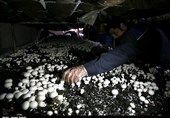 کارآفرینی با پرورش قارچ خوراکی / وقتی از زیرزمین یک خانه روستایی هم می‌توان کار بزرگی را شروع کرد