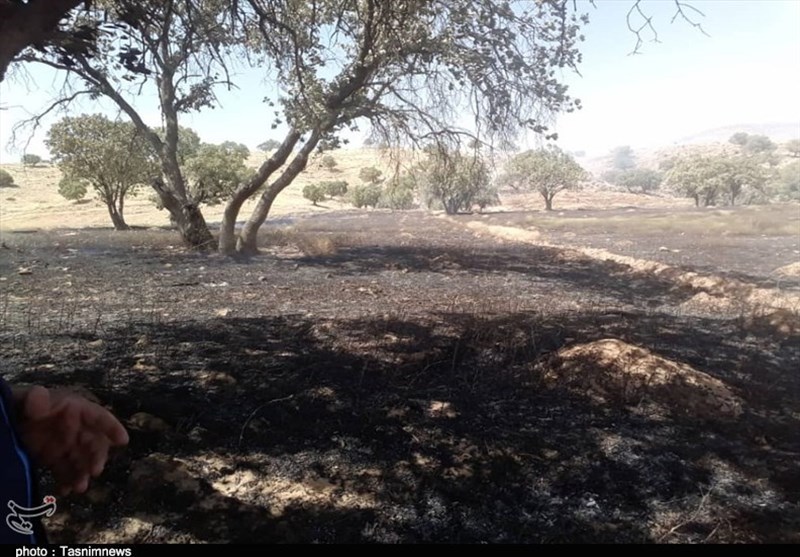 آتش به جان اراضی بوشهر افتاد /1100 هکتار از مراتع کوهستانی بوشکان در آتش سوخت