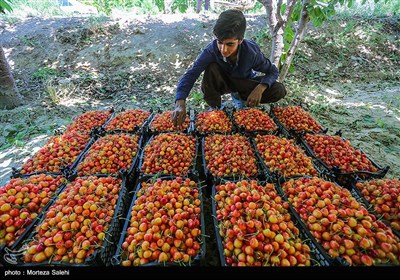 برداشت گیلاس در اصفهان