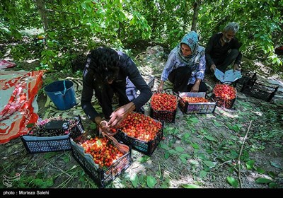 برداشت گیلاس در اصفهان