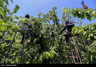 برداشت گیلاس در اصفهان