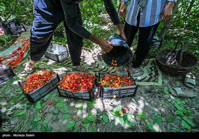 برداشت گیلاس در اصفهان