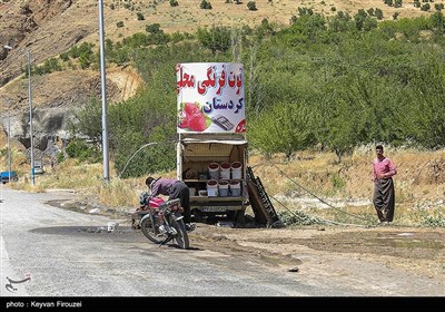 برداشت طلای سرخ از مزارع کردستان