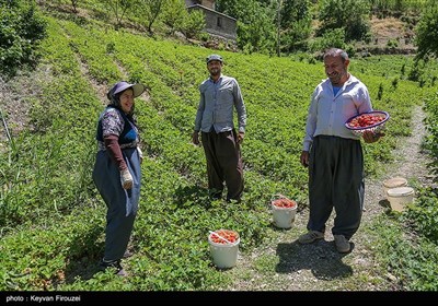 برداشت طلای سرخ از مزارع کردستان