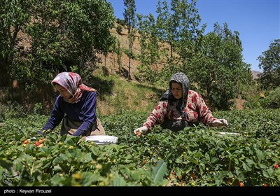 برداشت طلای سرخ از مزارع کردستان