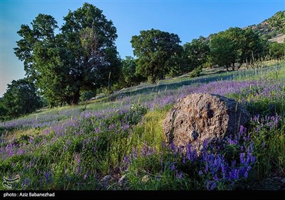 دشت گلهای بنفش در خرم آباد