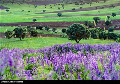 دشت گلهای بنفش در خرم آباد