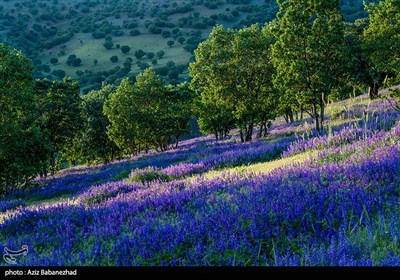 دشت گلهای بنفش در خرم آباد