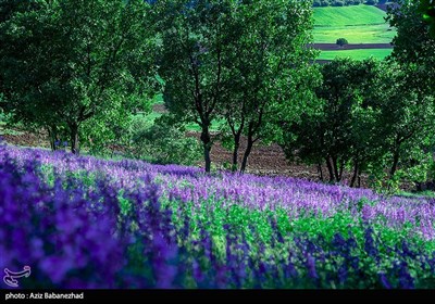 دشت گلهای بنفش در خرم آباد