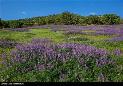 دشت گلهای بنفش در خرم آباد