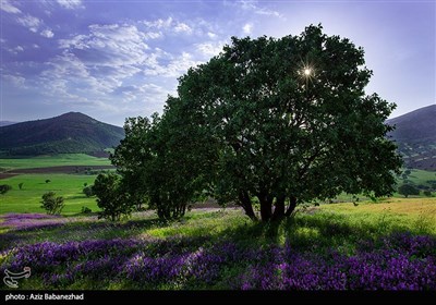 دشت گلهای بنفش در خرم آباد