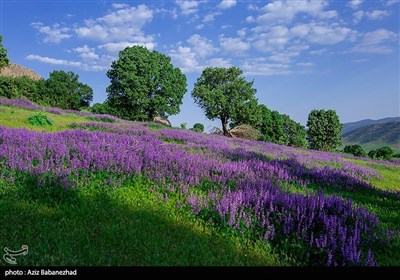 دشت گلهای بنفش در خرم آباد