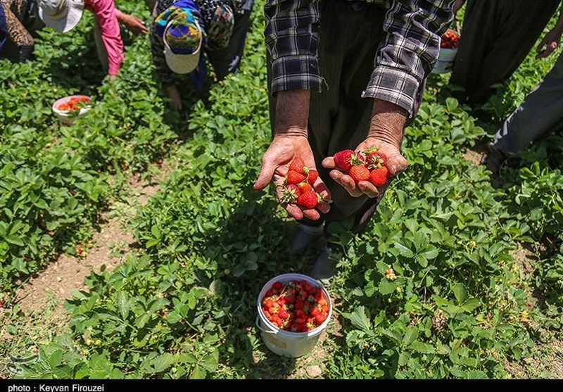 65 هزار تن توت‌فرنگی در استان کردستان برداشت می‌شود