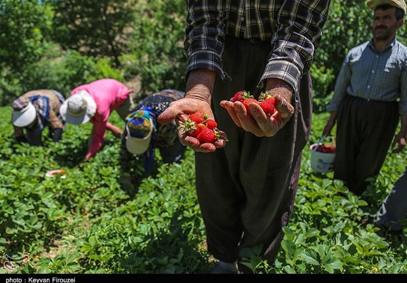 آغاز برداشت توت فرنگی در مازندران