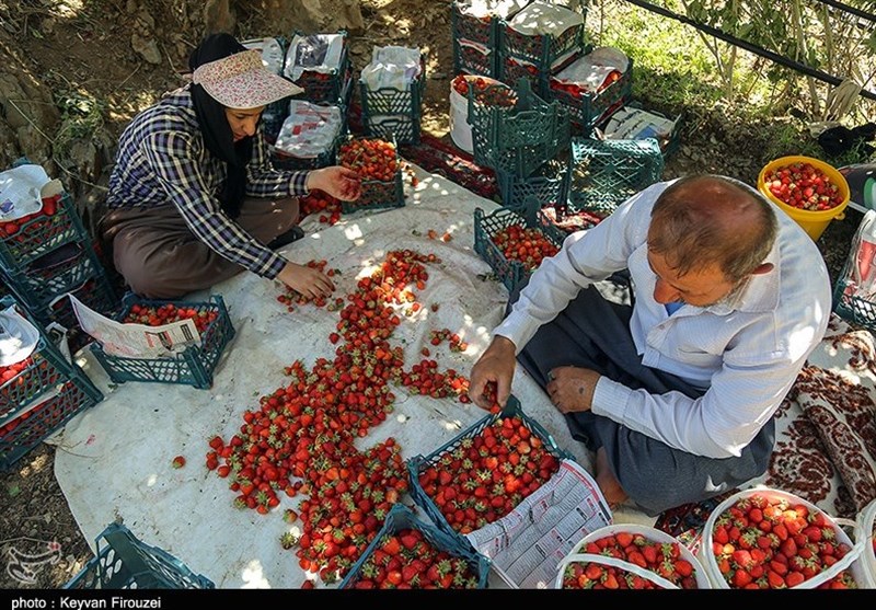 ‌درخواست مسئولان کردستان از وزارت جهاد کشاورزی؛ به صادرات توت‌فرنگی کمک کنید‌ 3