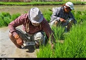 طرح &quot;کشت قراردادی برنج&quot; با هدف حذف دلالان در استان گیلان اجرا می‌شود