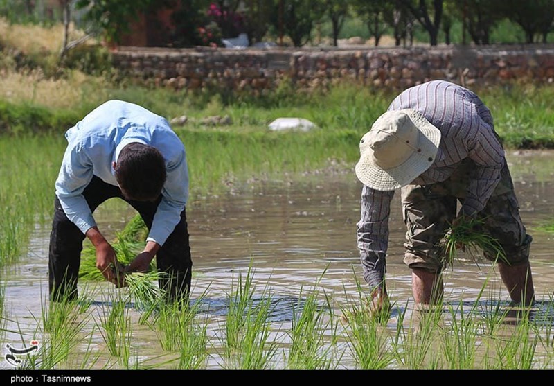 بازگشت رونق به شالیزارهای برنج خراسان شمالی به روایت تصاویر