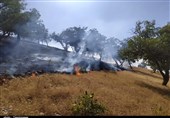 آتش‌سوزی پارک جنگلی آبیدر سنندج مهار شد + جزئیات