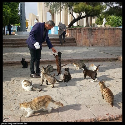 غذا برای گربه های خیابانی
