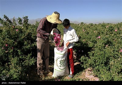 برداشت گل محمدی از گلستانهای همدان