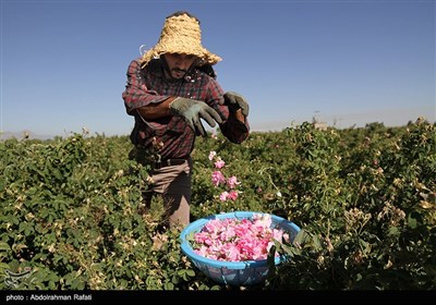 برداشت گل محمدی از گلستانهای همدان