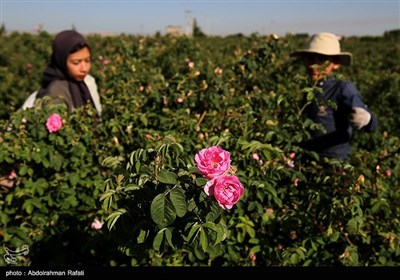 برداشت گل محمدی از گلستانهای همدان