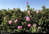استشمام عطر گل محمدی در دل کویر/ خراسان جنوبی این روزها حال و هوای بهشتی دارد